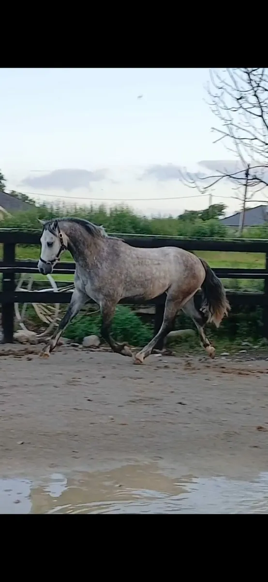 Full connemara gelding - Image 4