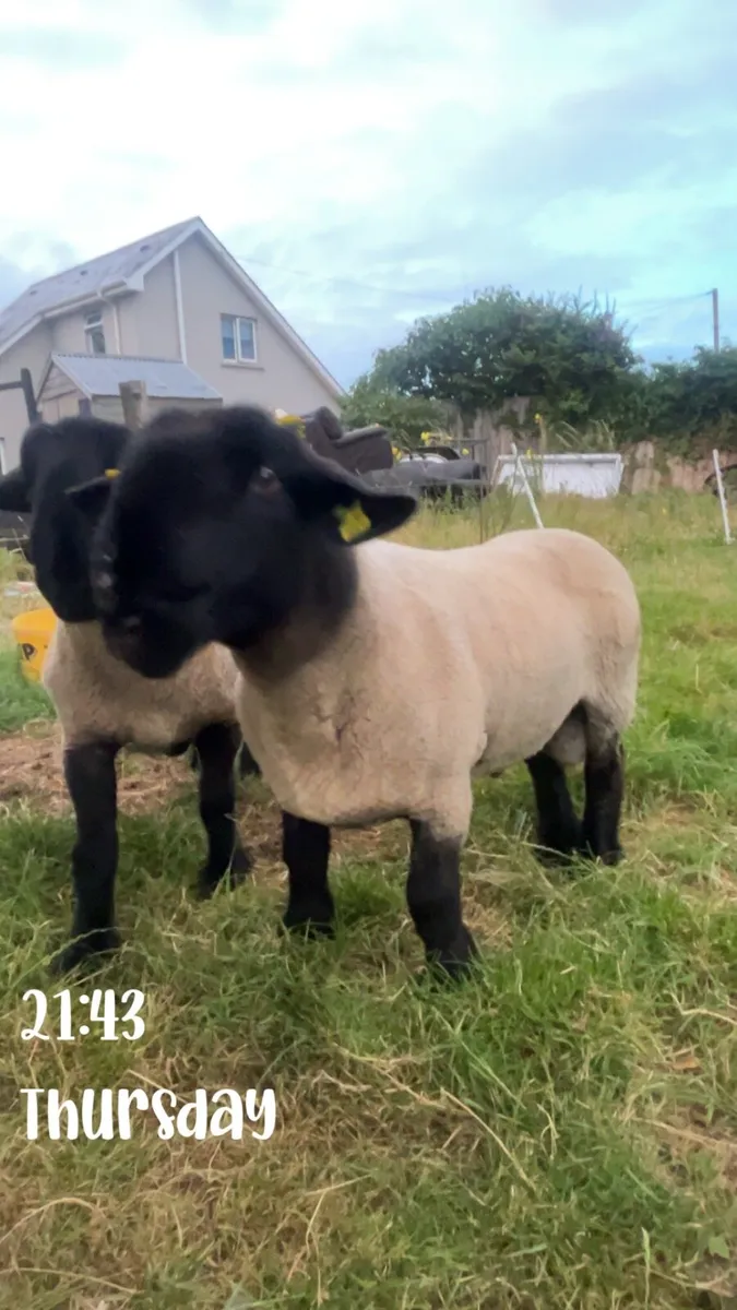 Pure bred Suffolks sis approved - Image 1