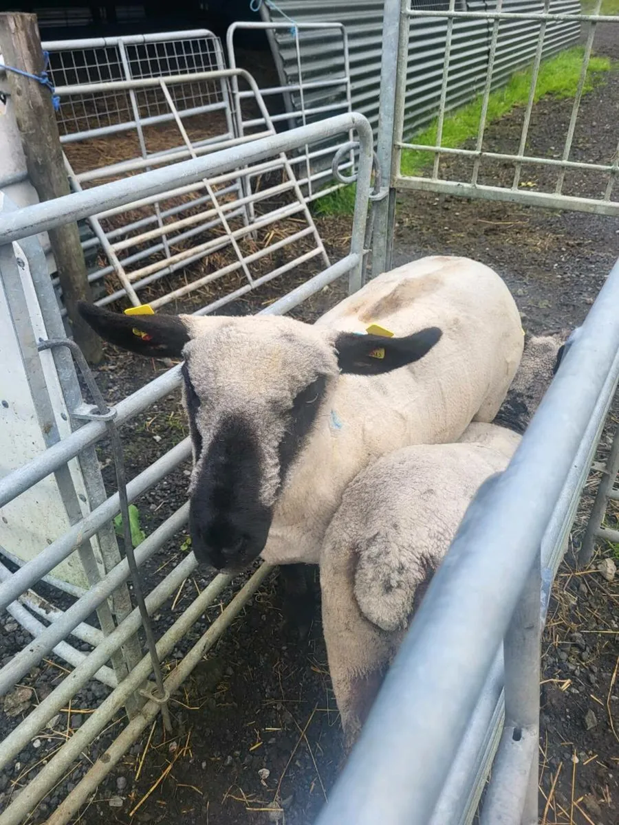 3 hoggets - Image 1