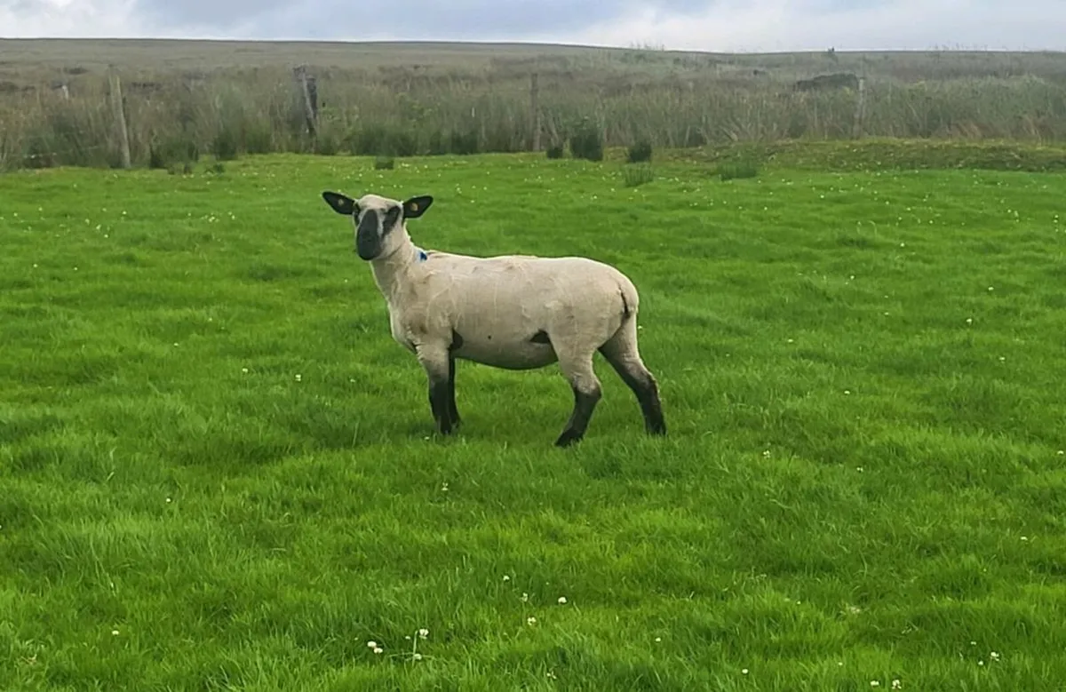 3 hoggets - Image 2