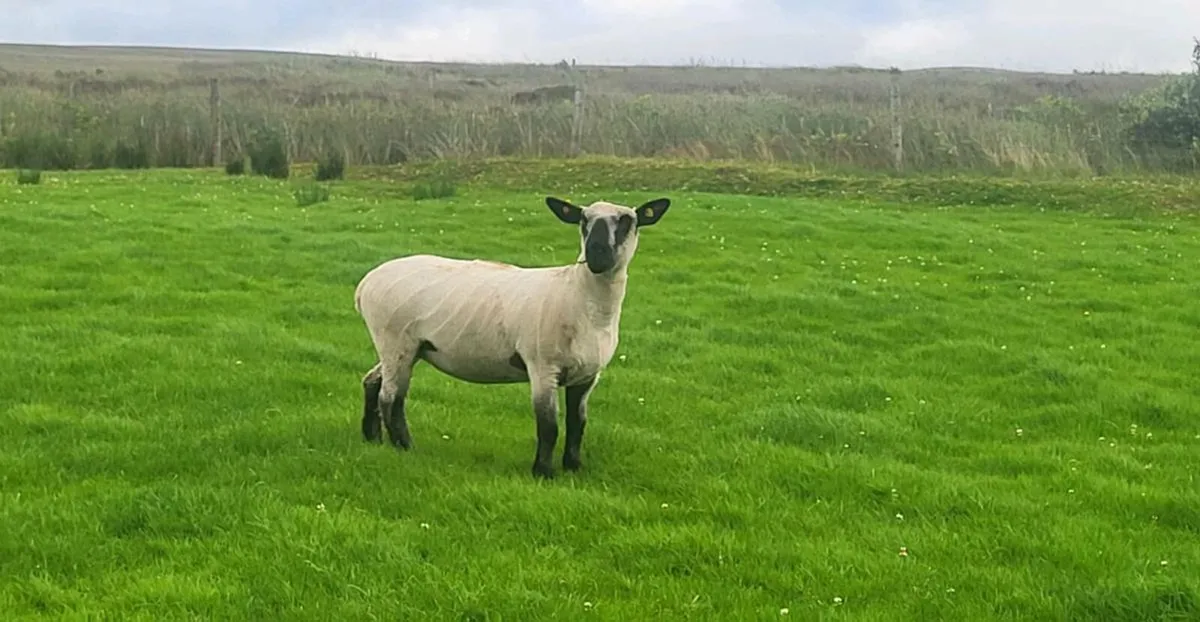 3 hoggets - Image 3