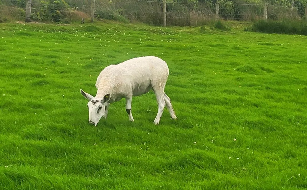 3 hoggets - Image 4