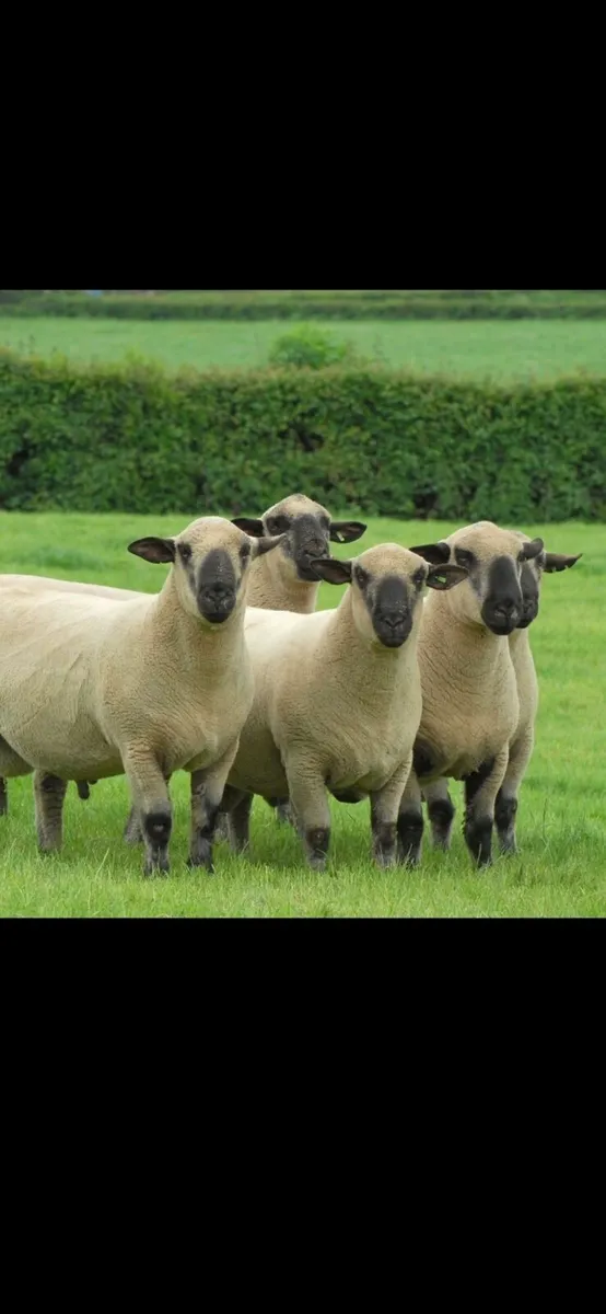 Hampshire Down Annual Sale - Image 1