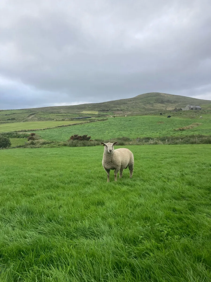Rams - Image 1