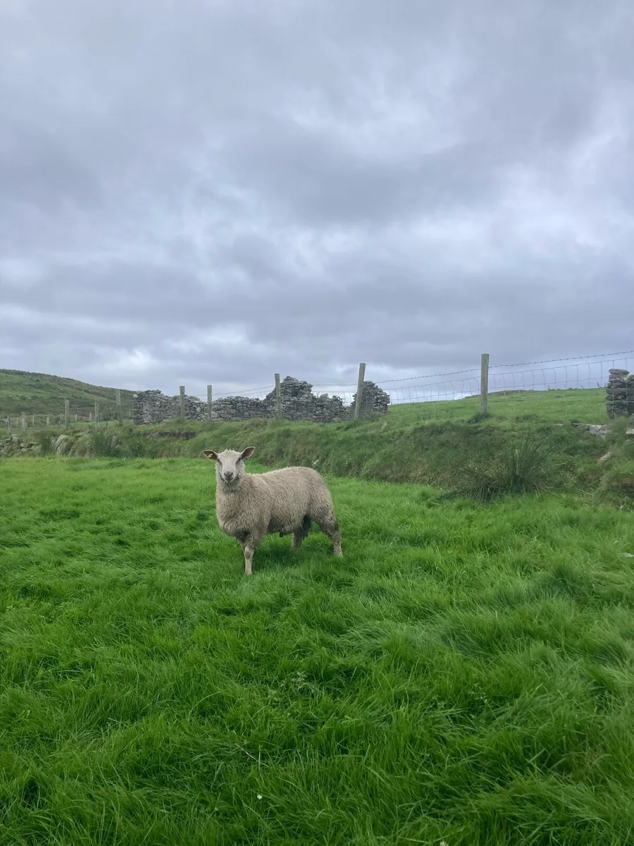 Rams - Image 2
