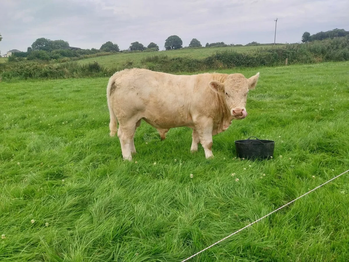 PBR CHAROLAIS BULL"S - Image 2