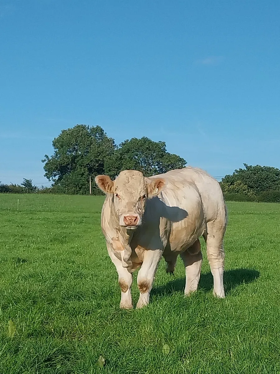 PBR CHAROLAIS BULL"S - Image 1
