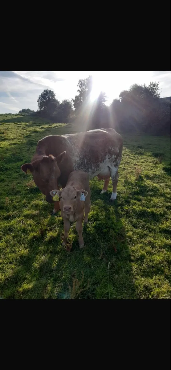 Outstanding Cow and calf going to balla mart 19th - Image 1