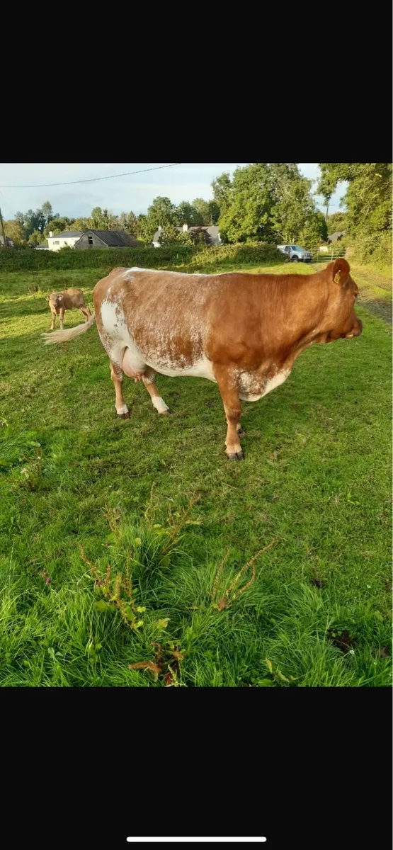 Outstanding Cow and calf going to balla mart 19th - Image 2