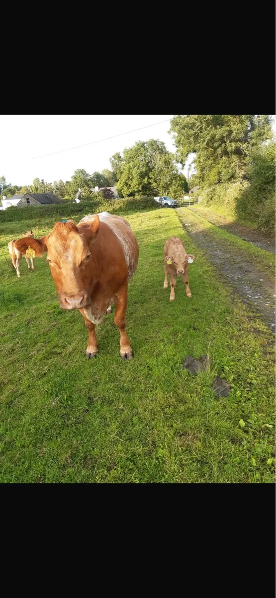Outstanding Cow and calf going to balla mart 19th - Image 3