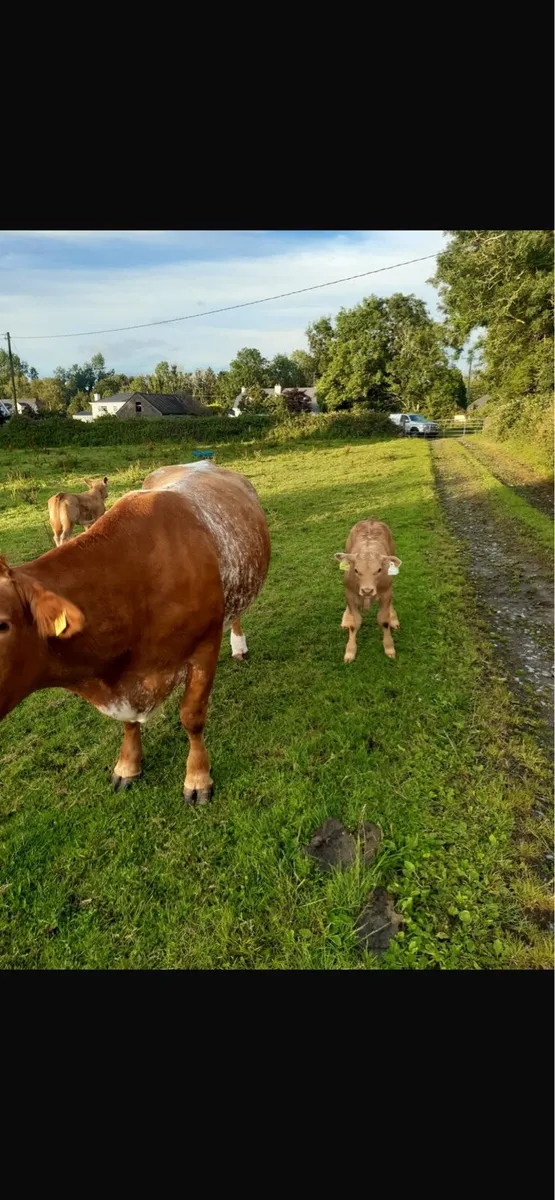 Outstanding Cow and calf going to balla mart 19th - Image 4