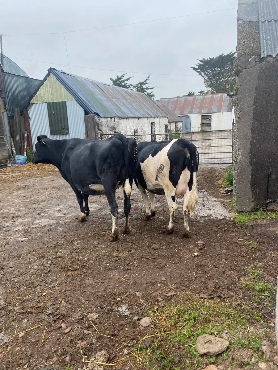 Heifers in calf - Image 1