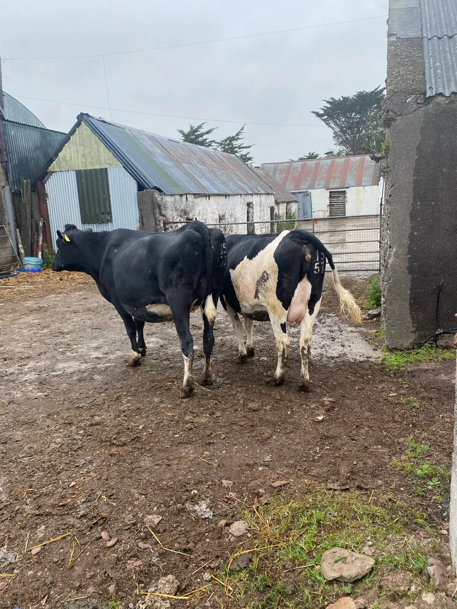 Heifers in calf - Image 2