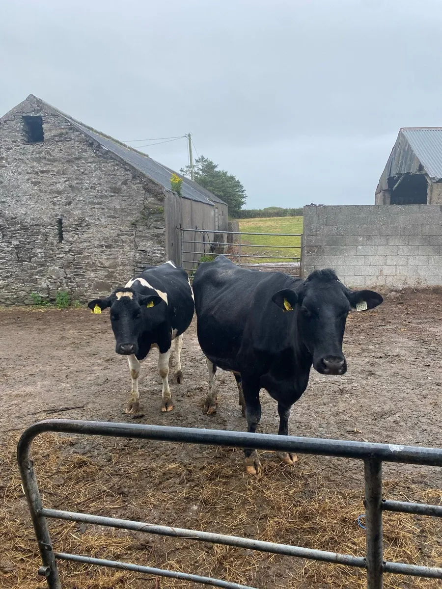 Heifers in calf - Image 3