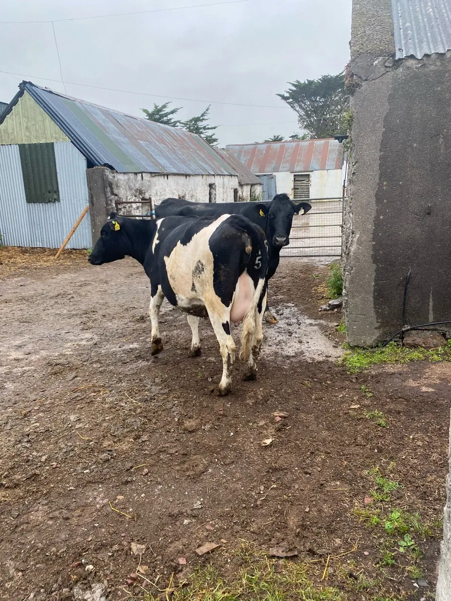 Heifers in calf - Image 4
