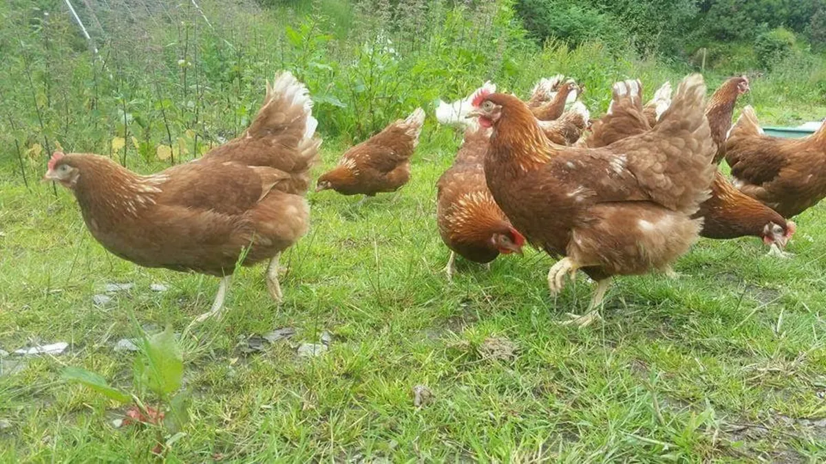 Poultry - Image 1