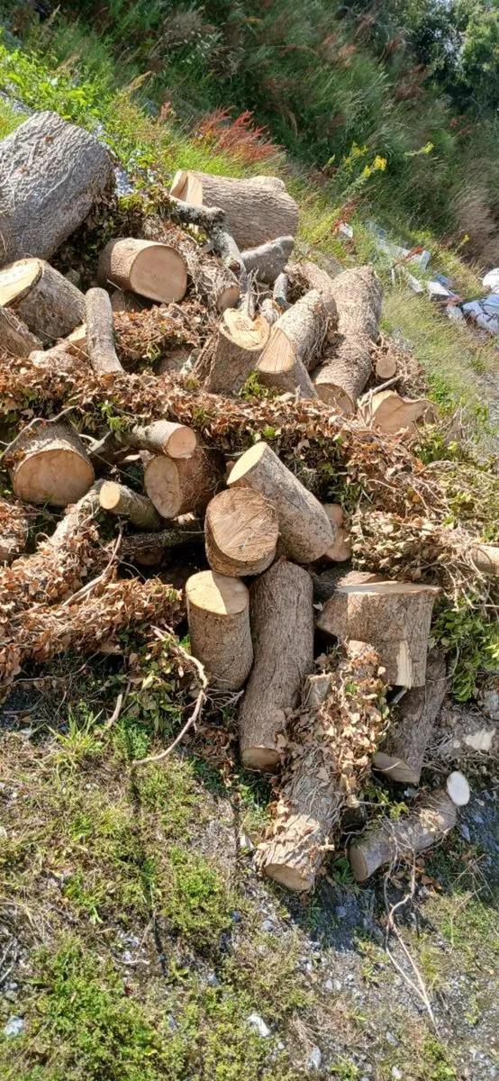 Firewood  for sale truck Loads can be delivered - Image 4