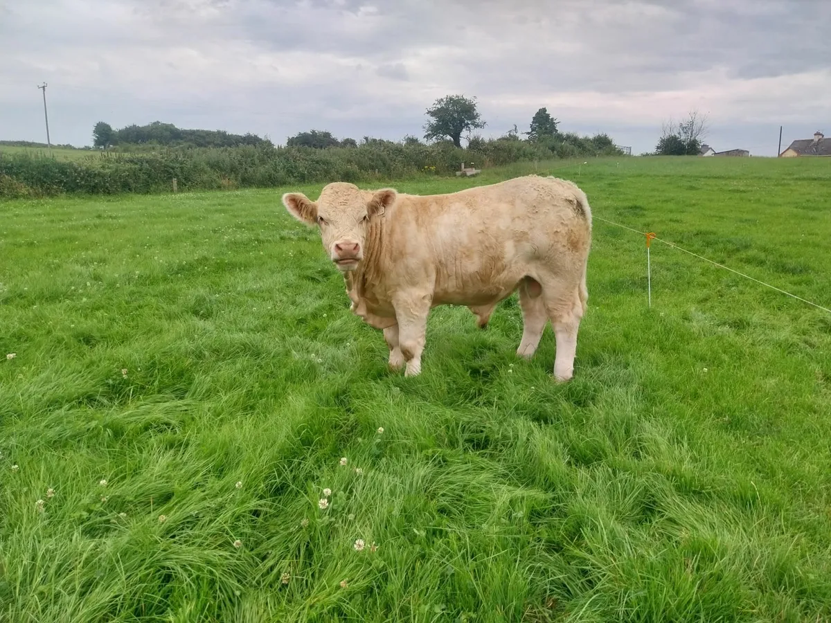 PBR CHAROLAIS BULL"S - Image 3