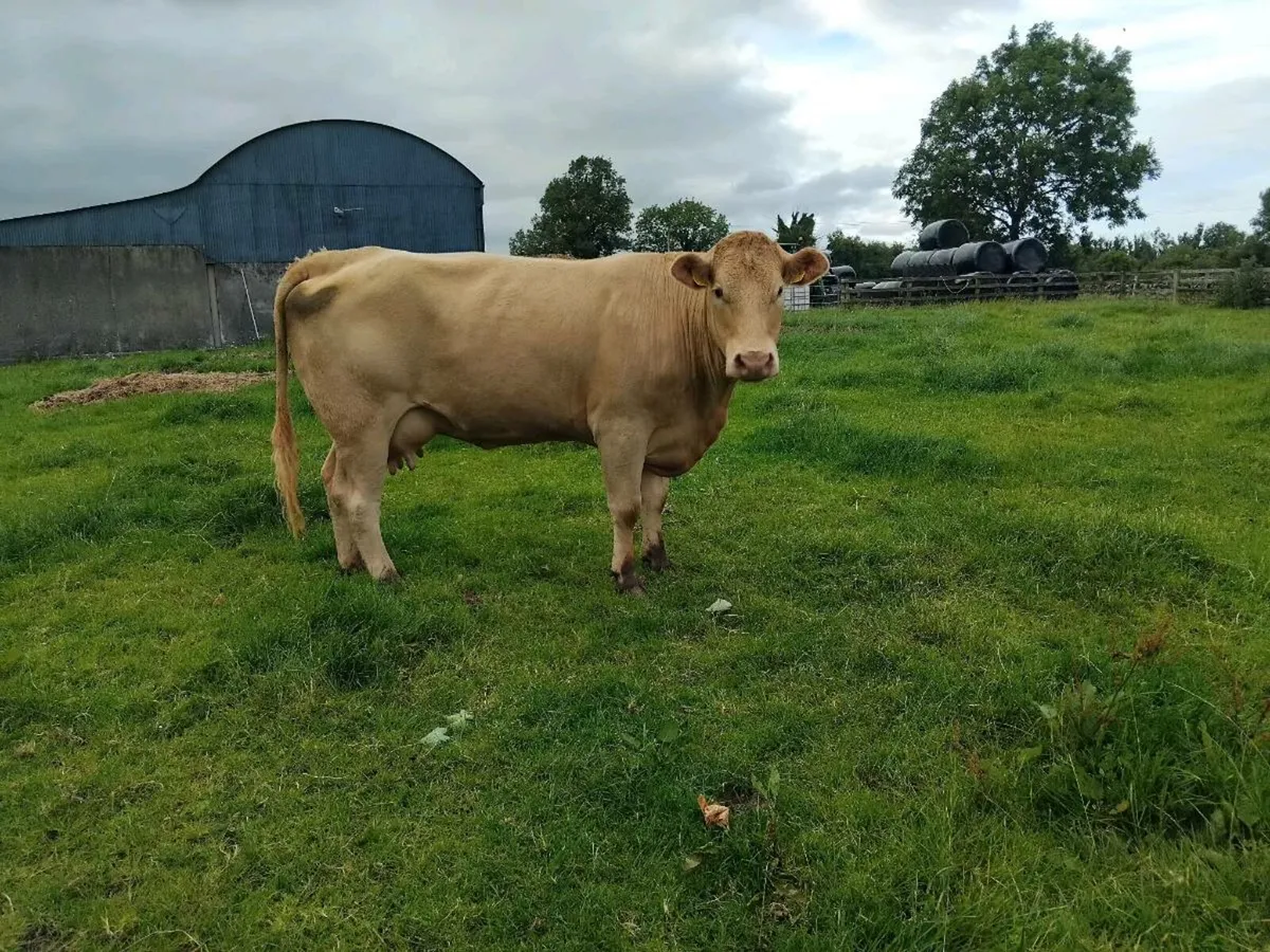 Foster Cow - Image 1