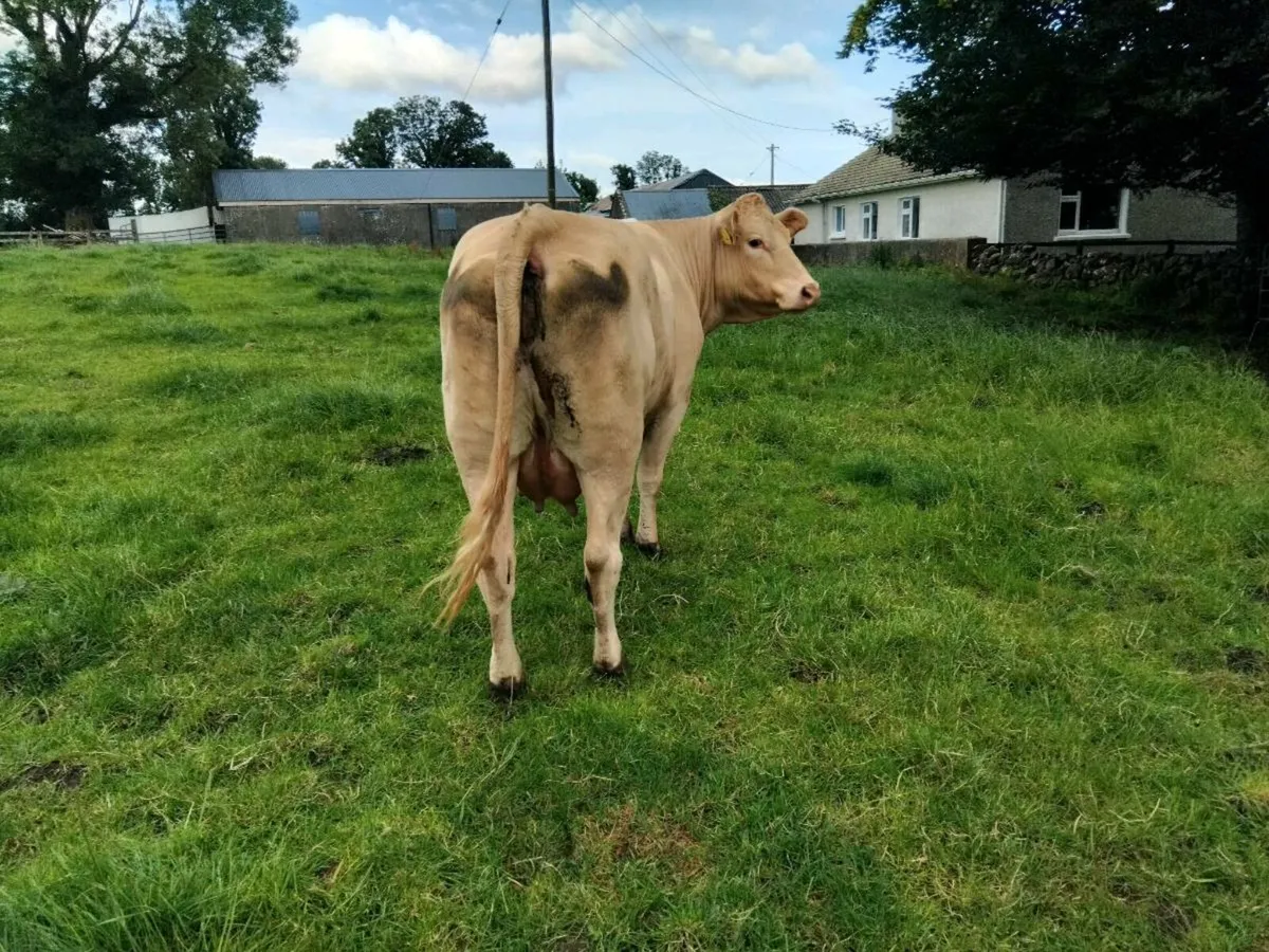 Foster Cow - Image 2