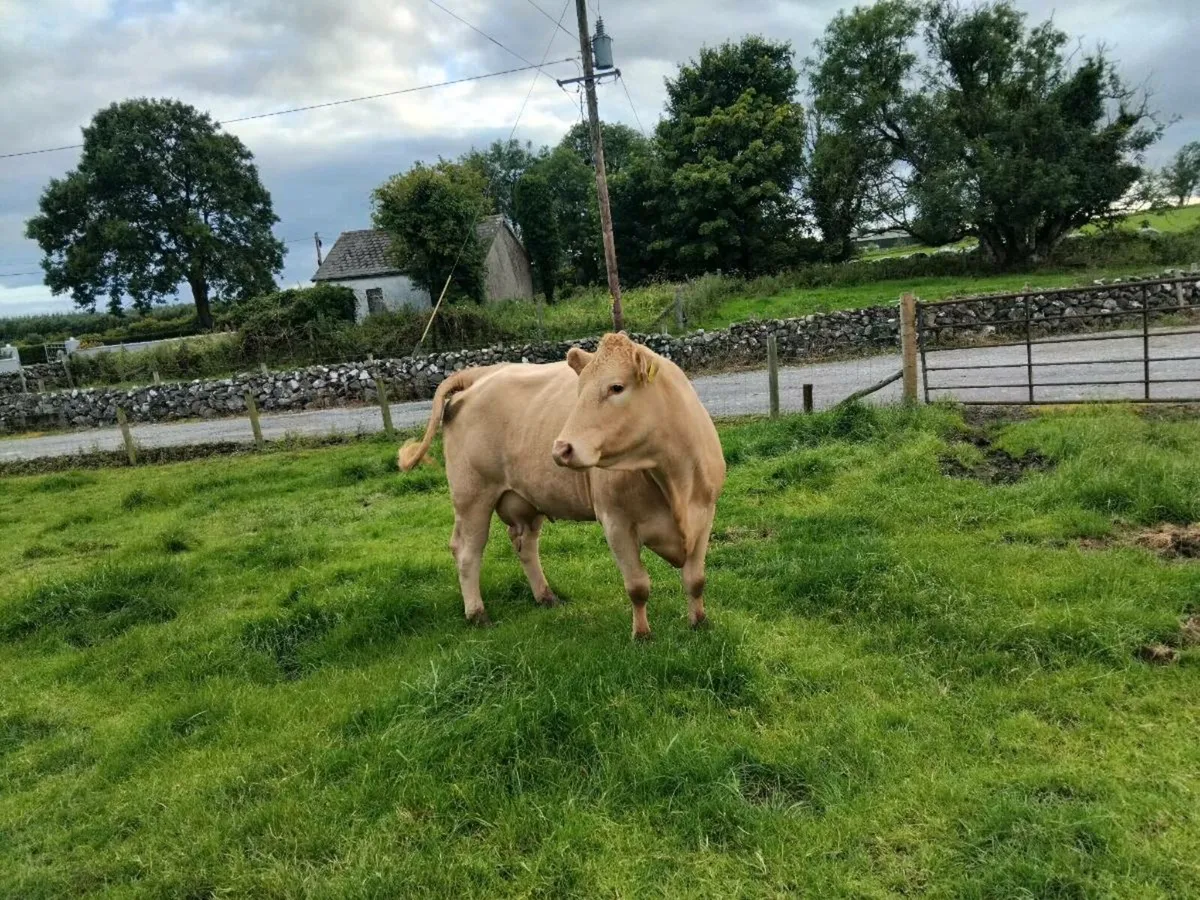 Foster Cow - Image 3