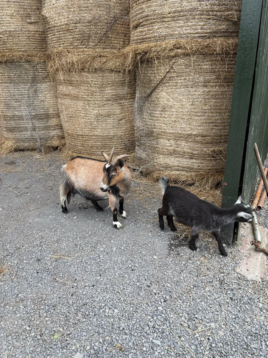 Pedigree Pygmy goats - Image 1