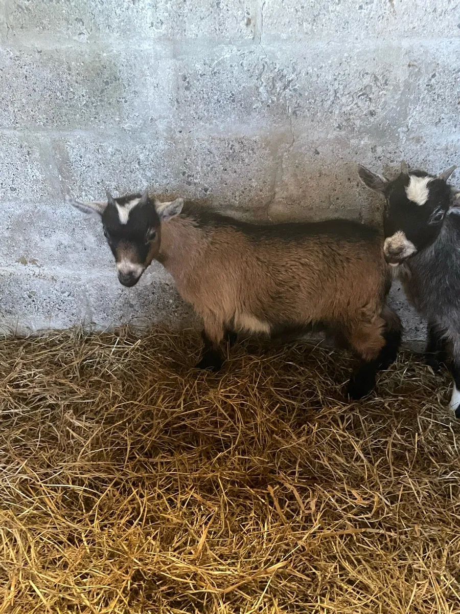 Pedigree Pygmy goats - Image 2