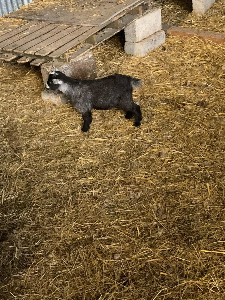 Pedigree Pygmy goats - Image 3