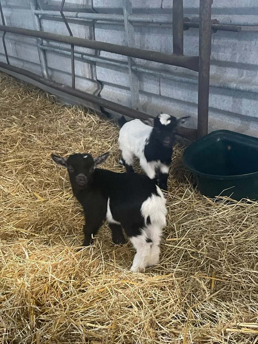 Pedigree Pygmy goats - Image 4