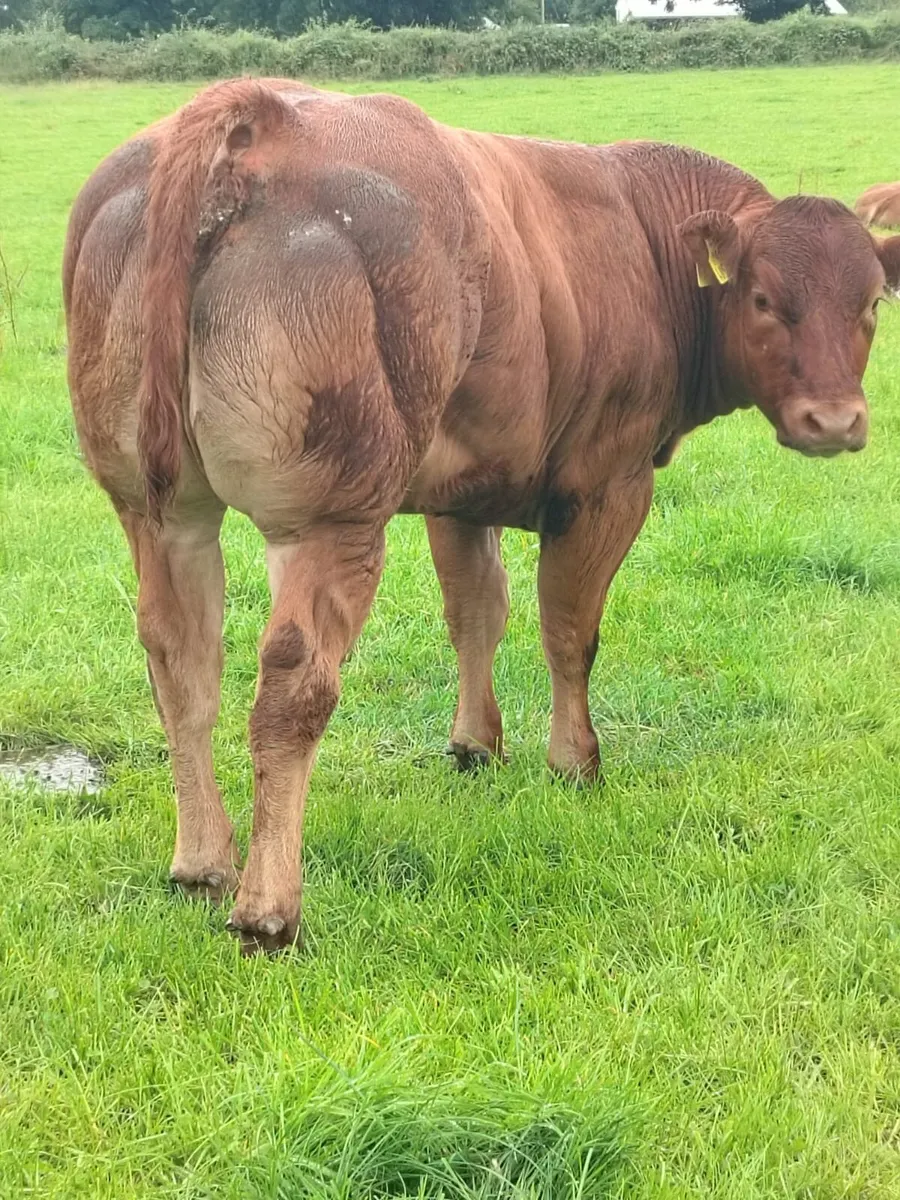 Fresian Cow and calf. - Image 4