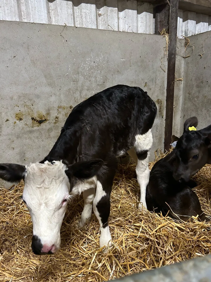 Simmental Bull Calf - Image 2