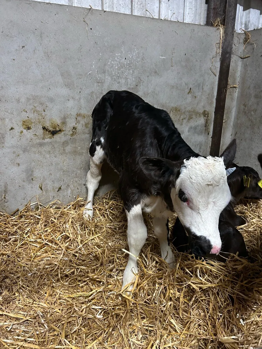 Simmental Bull Calf - Image 3
