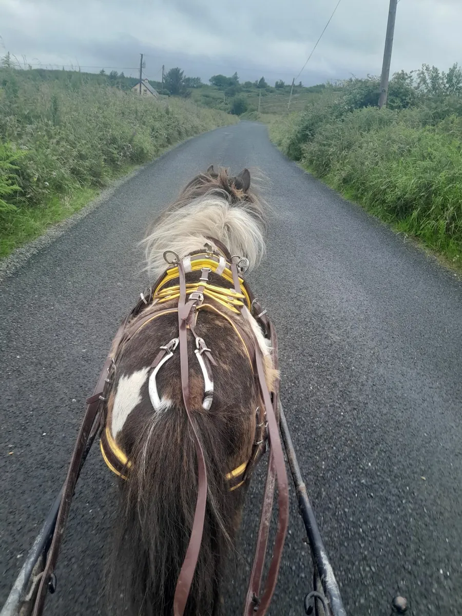 Small pony