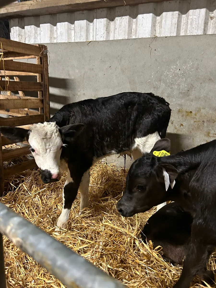 Simmental Bull Calf - Image 1