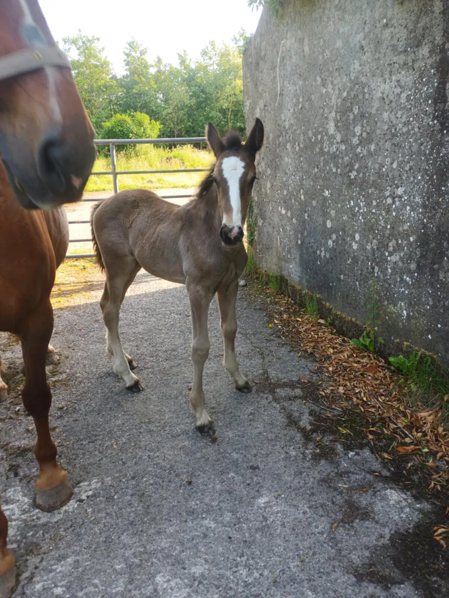 Mare and foal - Image 4