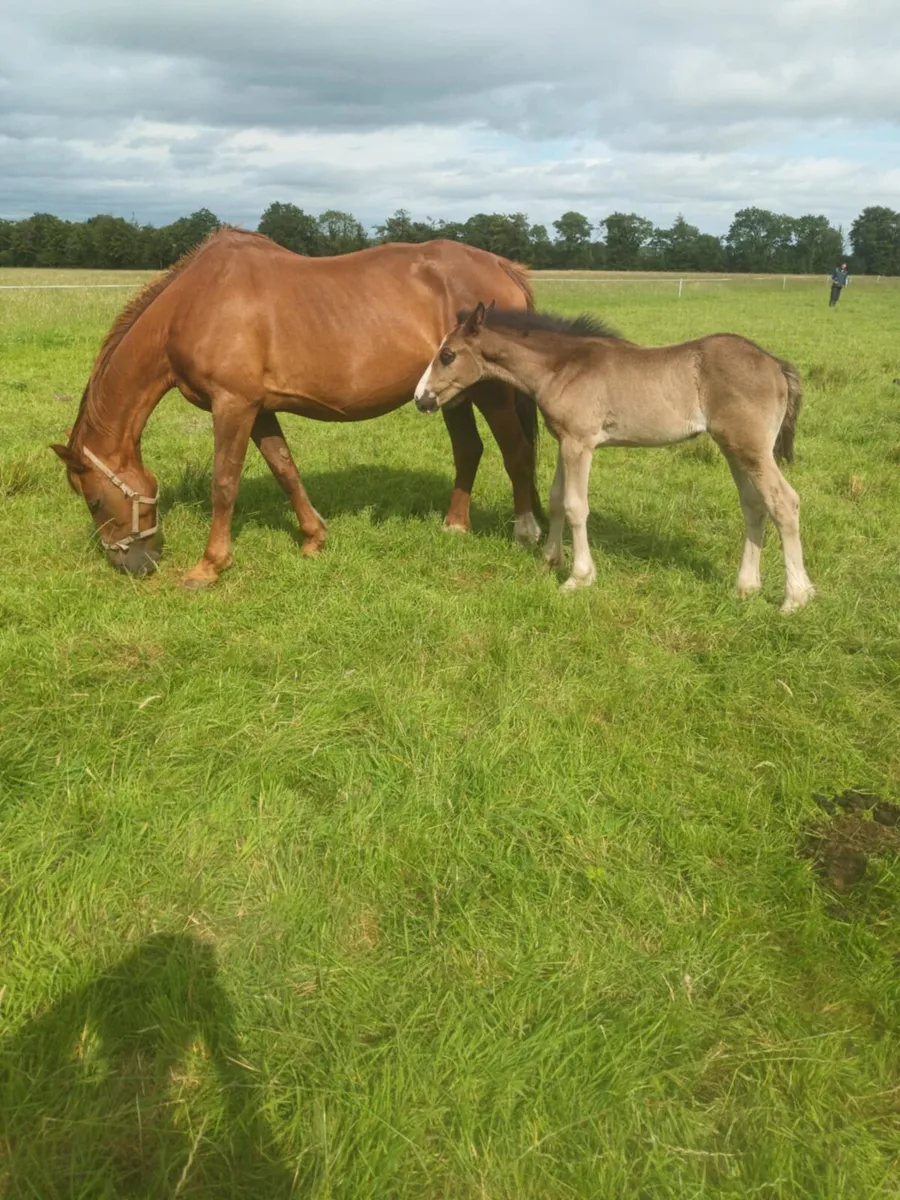 Mare and foal - Image 1
