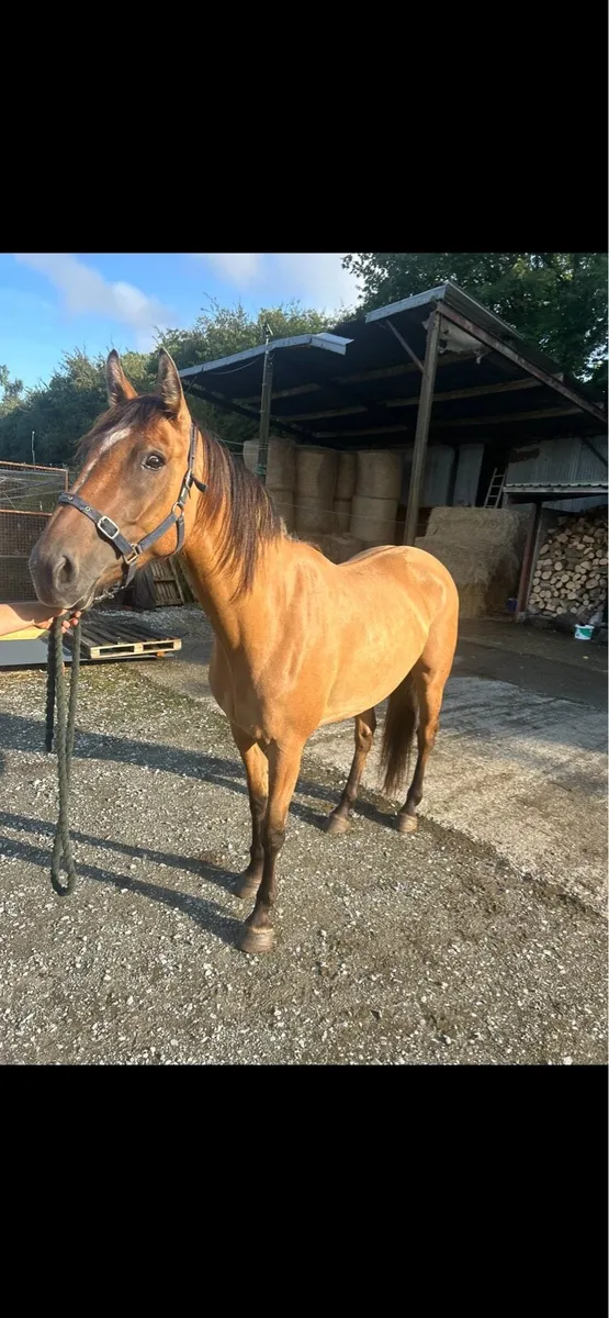 4 year old mare - Image 1