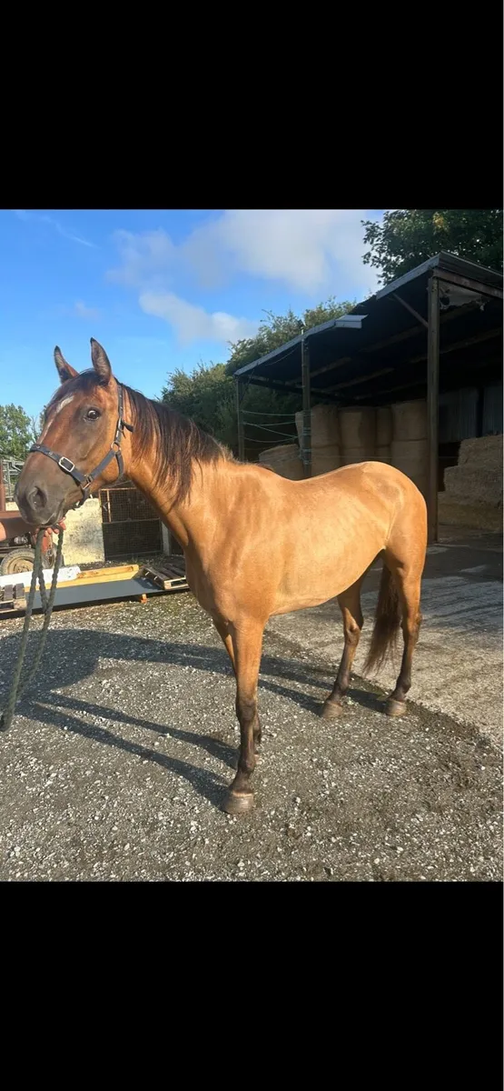 4 year old mare - Image 2
