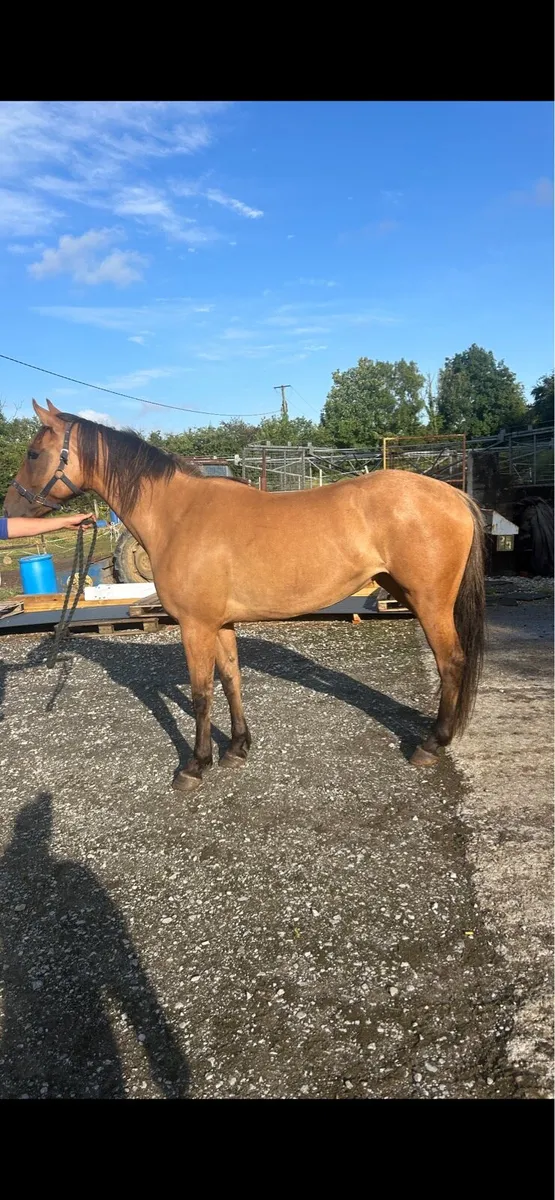 4 year old mare - Image 3