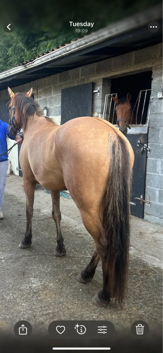 4 year old mare - Image 4