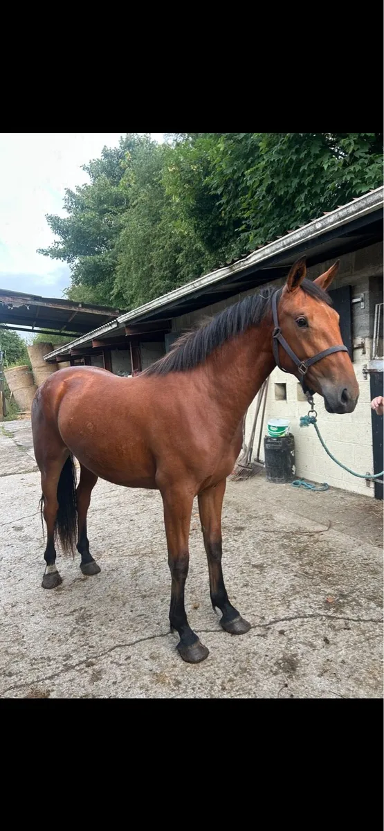 Irish draft filly - Image 1