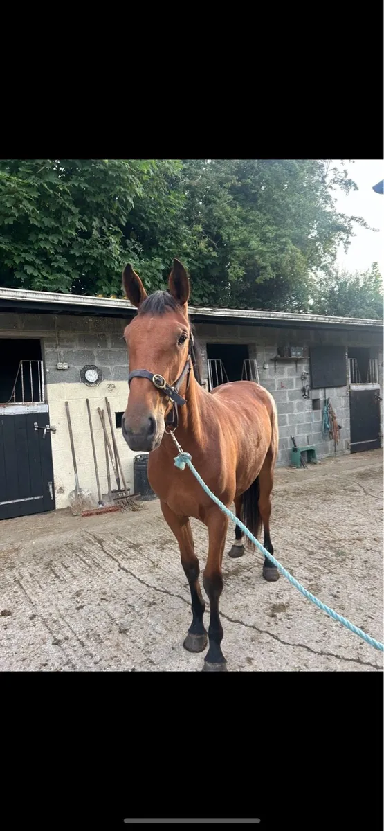 Irish draft filly - Image 2