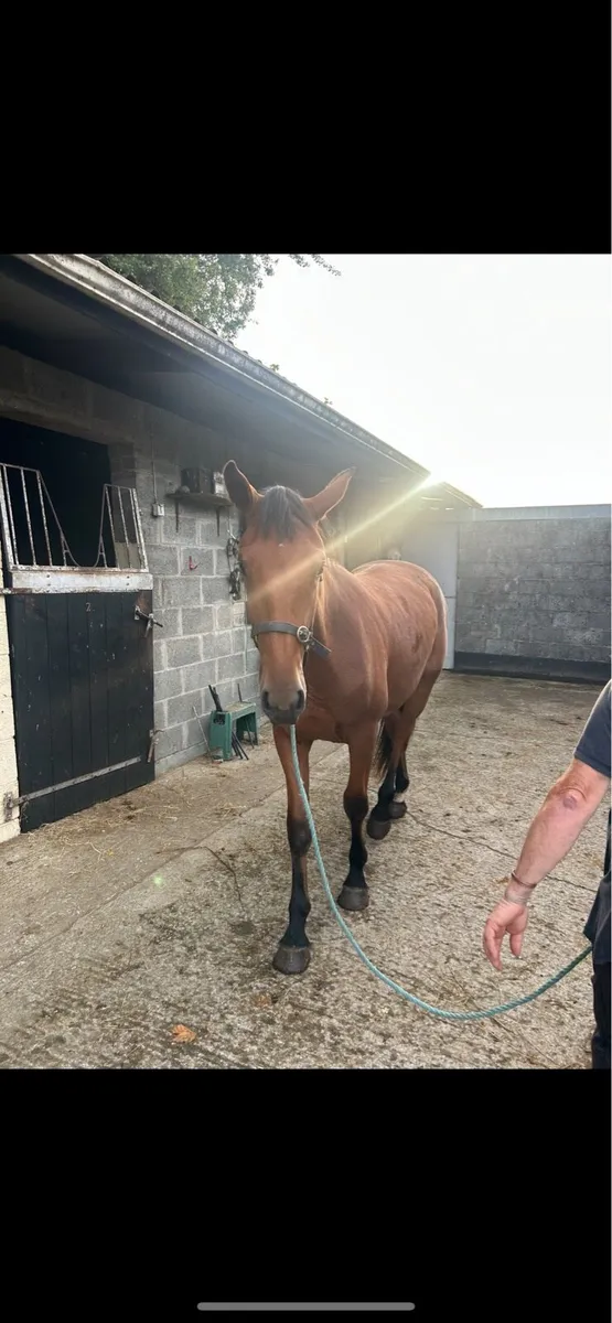 Irish draft filly - Image 3