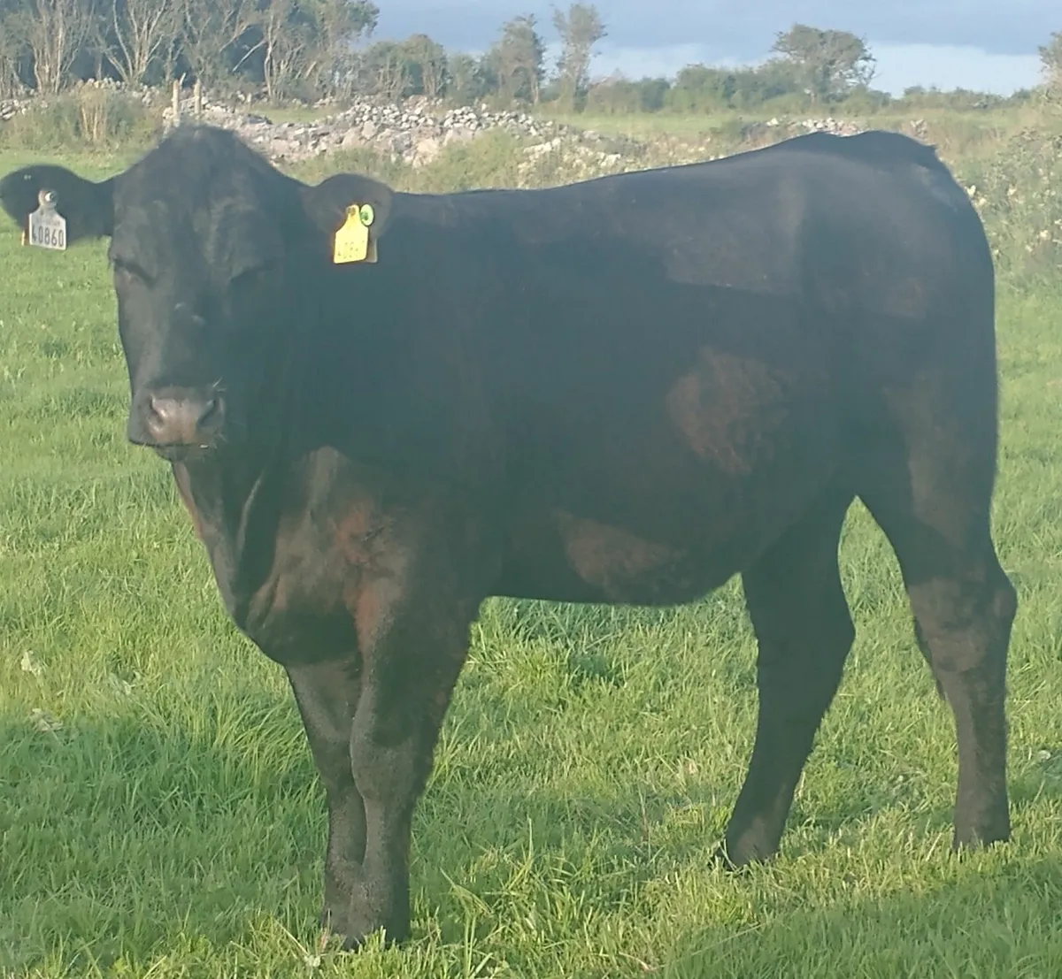 AA Maiden Heifer 5 Star - Image 2