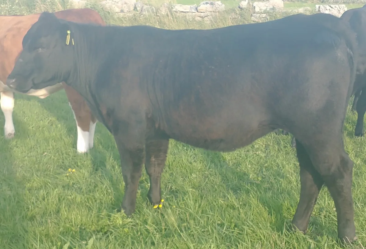 AA Maiden Heifer 5 Star - Image 3