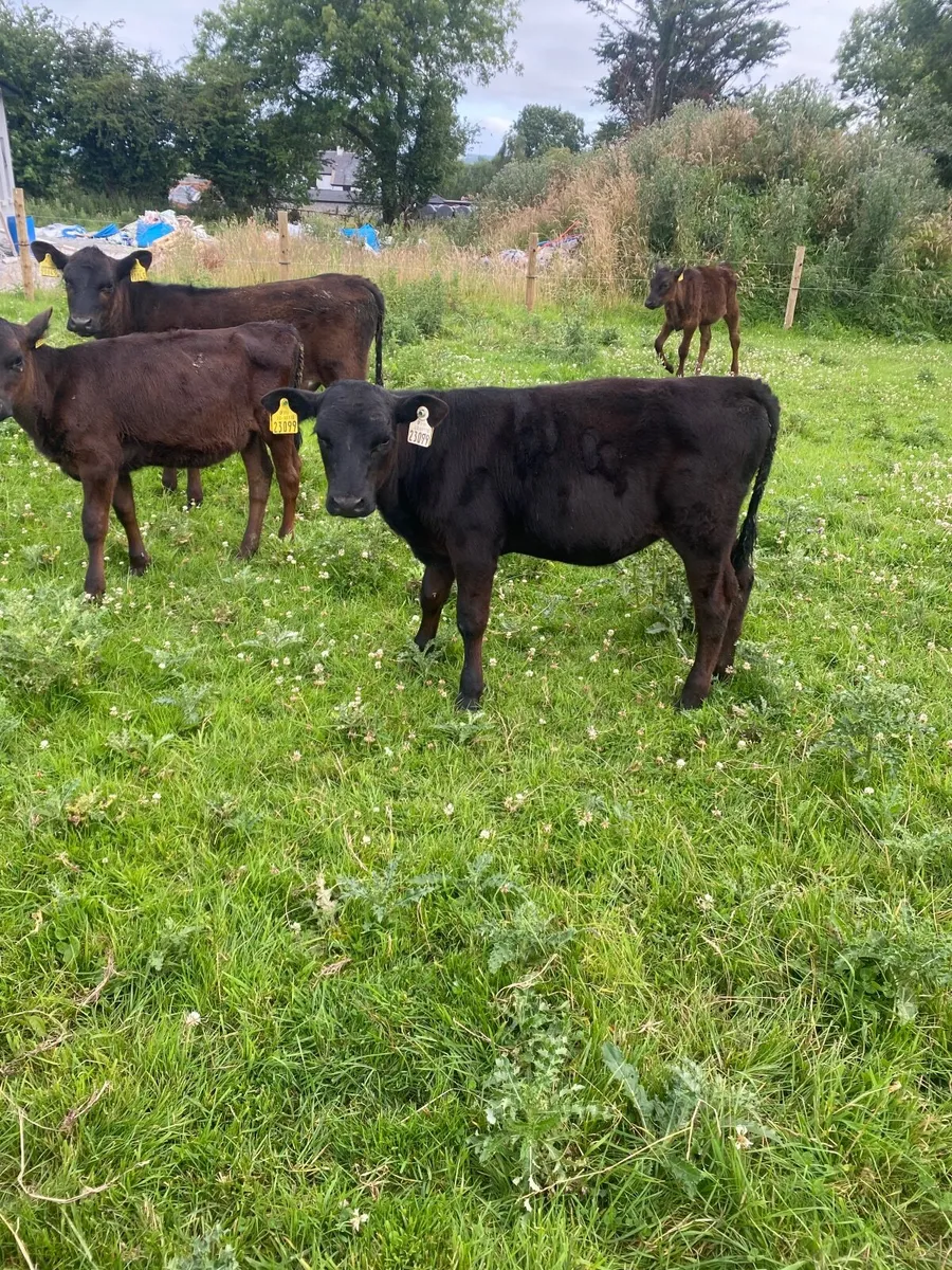 Angus calves - Image 1