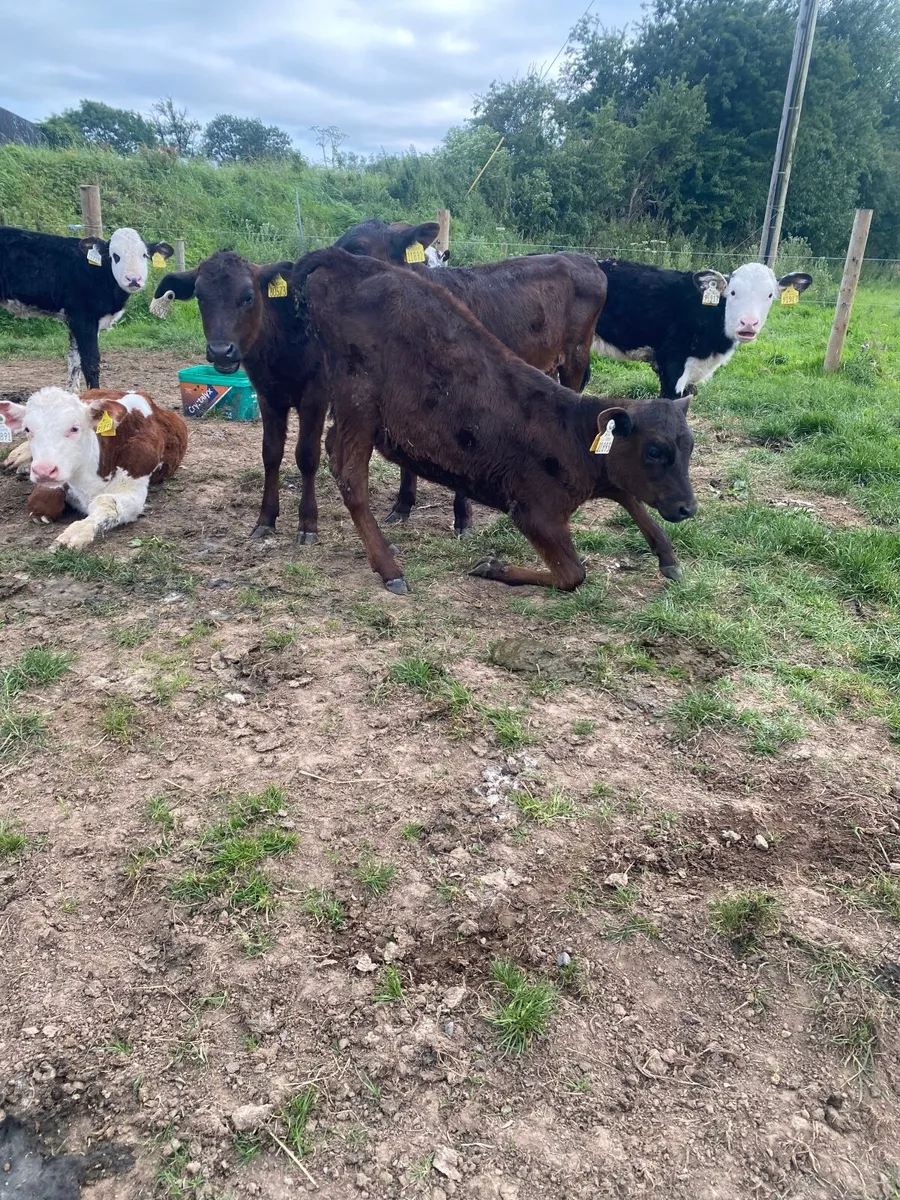 Angus calves - Image 2