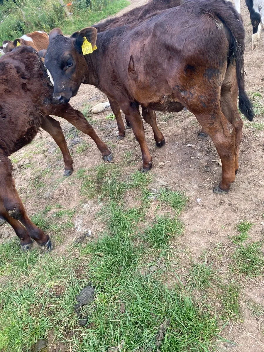 Angus calves - Image 3