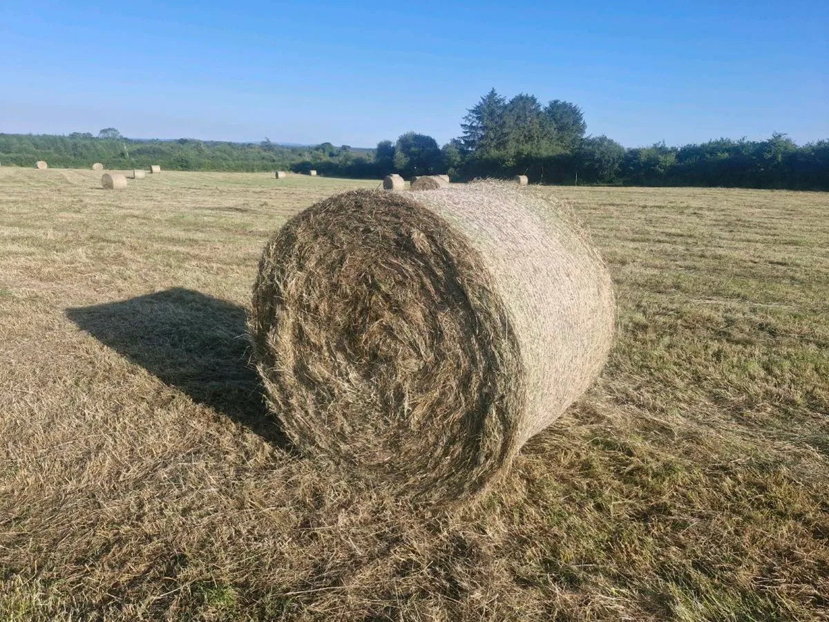 Hay - Image 1