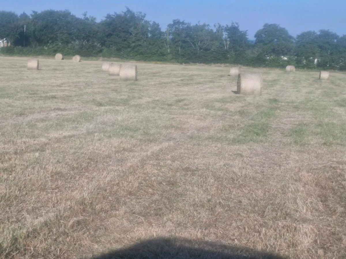 Hay - Image 2